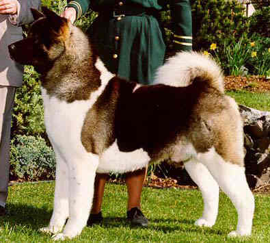 whats the difference between american akitas and japanese akitas